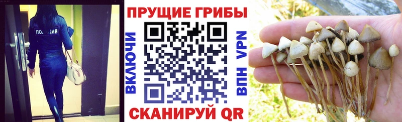 Псилоцибиновые грибы GOLDEN TEACHER  omg   Кашира 
